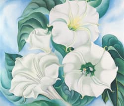 Jimson Weed，作者 White Flower No. 1 / Georgia O'Keeffe